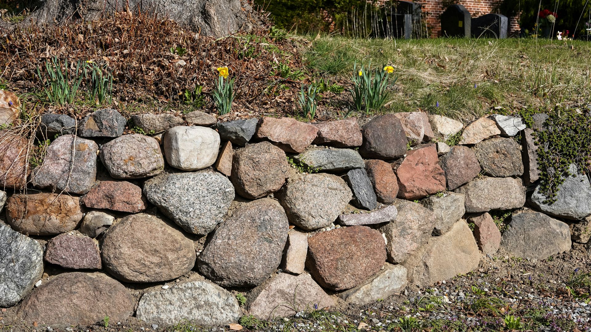 A rustic stone wall with yellow daffodils and dry grass